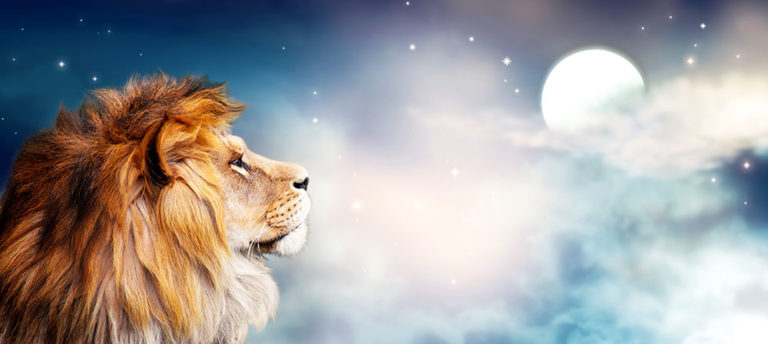 Løve ser mot fulmånen