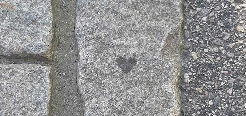 Hjerte i en stein