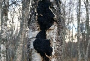 Chaga. Foto: Ronald Kvernmo