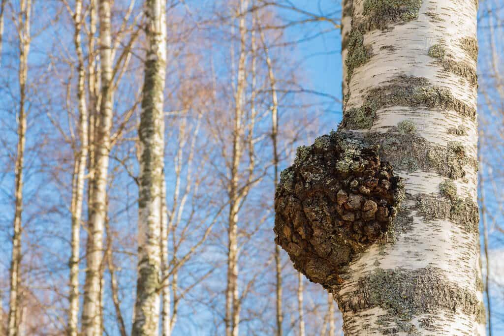 Rirkule, ligner på Chaga